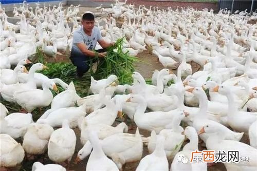 一亩地可以养多少鹅合适 一亩牧草养殖多鹅