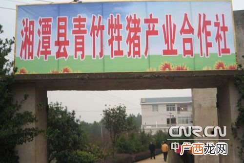 沅江龙弟源生猪养殖基地 湖南醴陵养殖基地