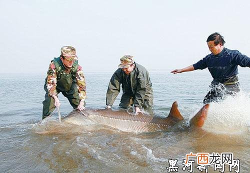 重庆鲟鱼养殖基地 中国鲟鱼养殖基地
