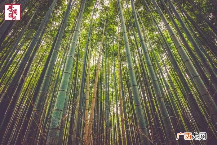 100句最美竹子诗句 竹子诗句经典