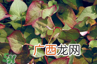 折耳根的功效与作用折耳根有什么功效？