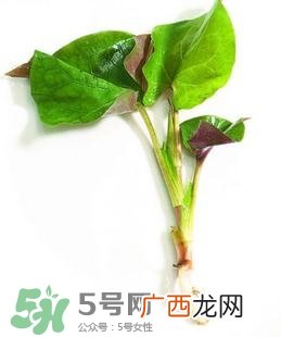 折耳根的功效与作用折耳根有什么功效？