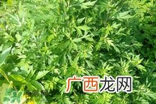 艾草可以治脚气吗？艾草泡脚能治脚气吗？