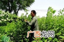 艾草可以治脚气吗？艾草泡脚能治脚气吗？