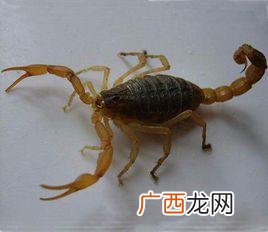 蝎子养殖利润 蝎子养殖投资多少