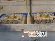蝎子养殖利润 蝎子养殖投资多少