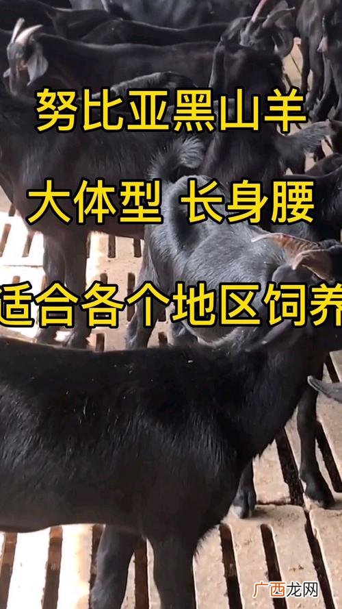 散养黑山羊养殖技术大全 精准扶贫黑山羊养殖