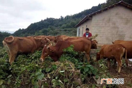 湖南宁乡黄牛养殖基地 湖南黄牛养殖合作社