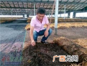中国最大蚯蚓批发市场在哪里 广东蚯蚓养殖基地