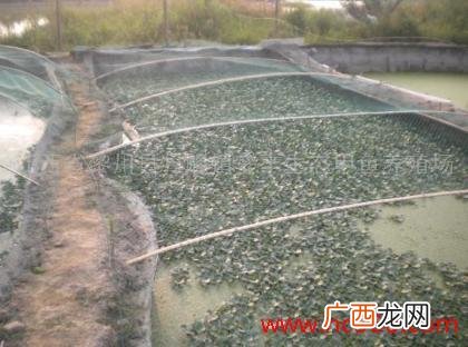 甲鱼鱼苗在什么地方能买到 佛山甲鱼鱼苗养殖场