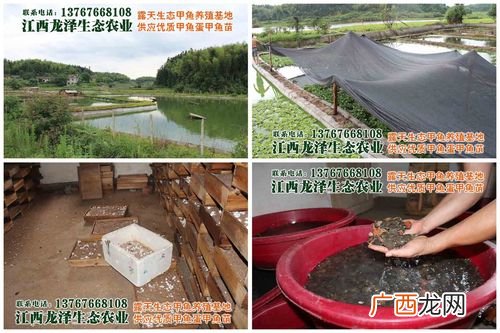 甲鱼鱼苗在什么地方能买到 佛山甲鱼鱼苗养殖场