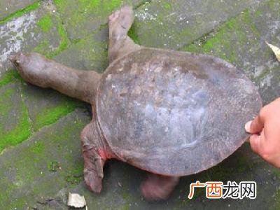 甲鱼鱼苗在什么地方能买到 佛山甲鱼鱼苗养殖场