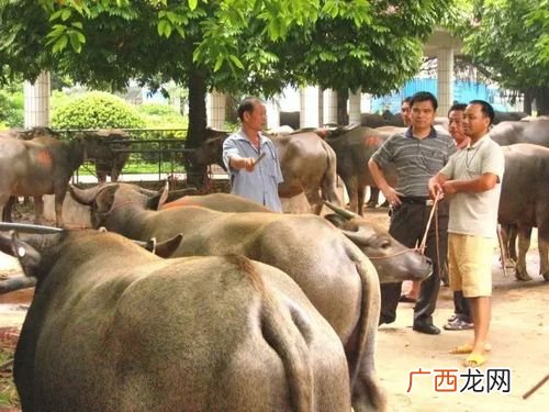 延边黄牛养殖基地 吉林省黄牛养殖基地