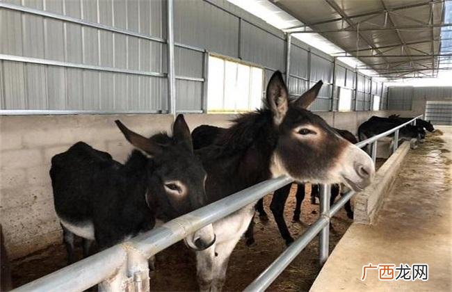 厚远牛驴养殖场在哪里 张向阳乌驴养殖场