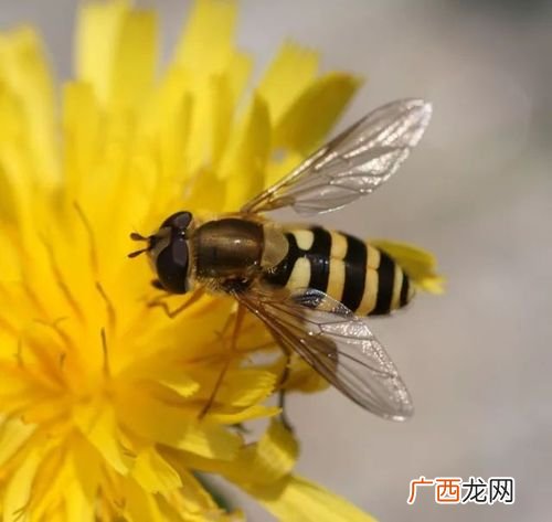野生蜜蜂养殖技术 德国蜜蜂养殖技术