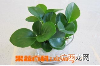 如何养好碧玉兰 碧玉兰的养殖方法技巧