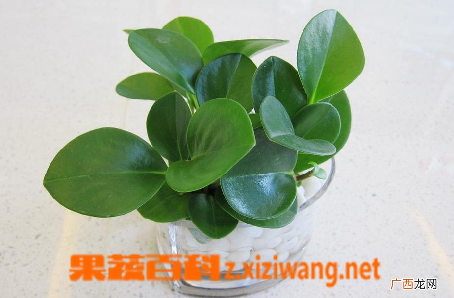如何养好碧玉兰 碧玉兰的养殖方法技巧
