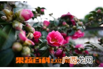 茶花如何养殖 茶花的养殖方法技巧
