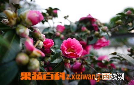 茶花如何养殖 茶花的养殖方法技巧