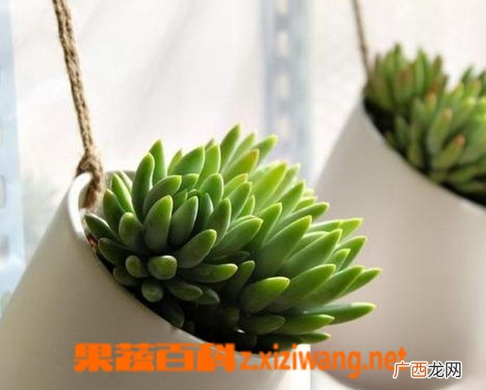 千佛手多肉怎么养 千佛手多肉的养殖方法