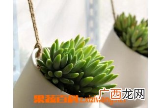 千佛手多肉怎么养 千佛手多肉的养殖方法