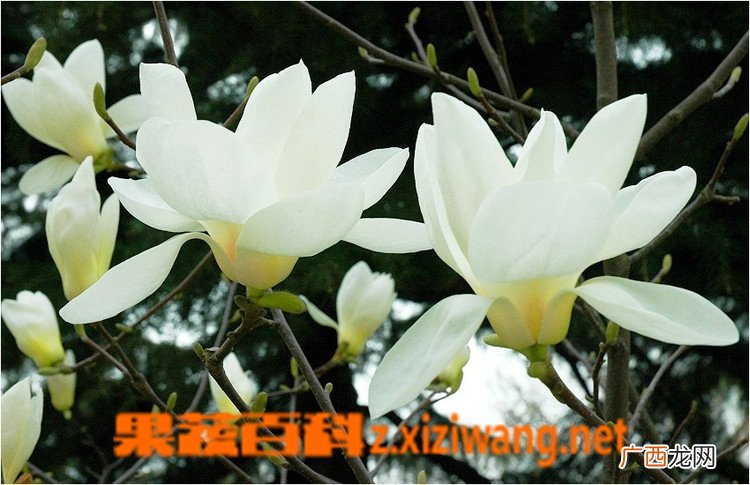 广玉兰花如何养殖 广玉兰花的养殖方法