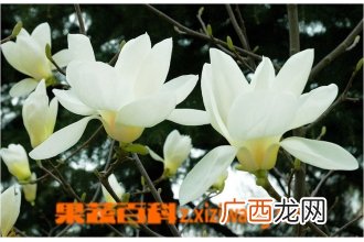 广玉兰花如何养殖 广玉兰花的养殖方法