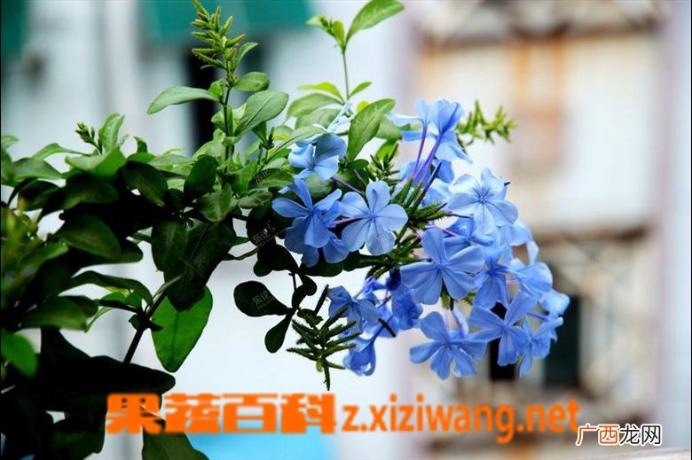 蓝雪花怎么养 蓝雪花的养殖方法