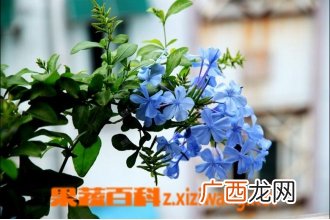 蓝雪花怎么养 蓝雪花的养殖方法