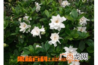 栀子花的养殖方法 养殖栀子花的注意事项