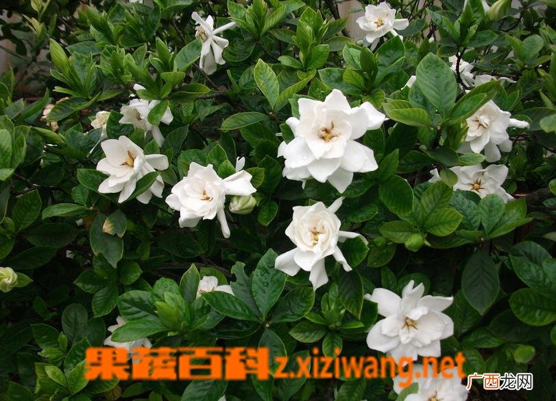栀子花的养殖方法 养殖栀子花的注意事项