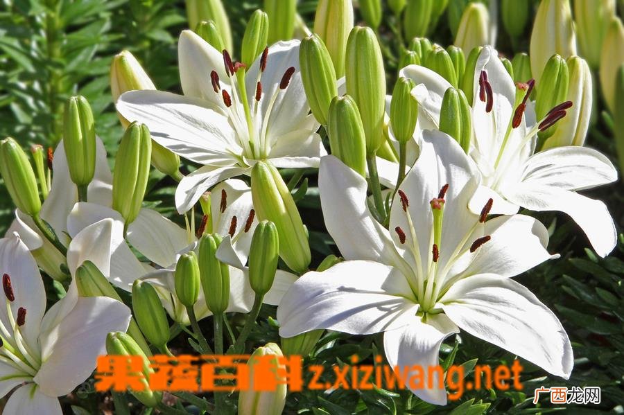 亚洲百合种植方法 亚洲百合的养殖技巧