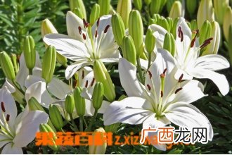 亚洲百合种植方法 亚洲百合的养殖技巧