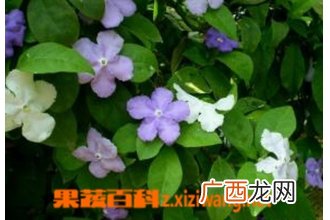 双色茉莉的养殖方法
