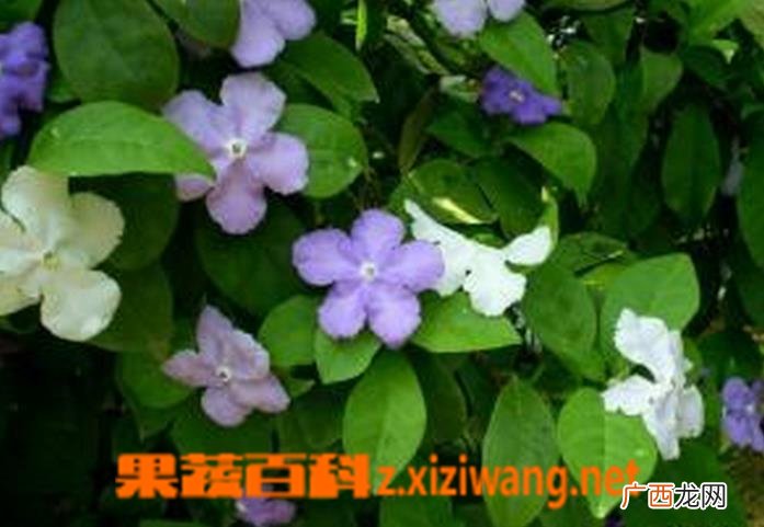 双色茉莉的养殖方法