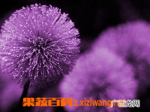 紫色蒲公英种植方法 紫色蒲公英如何养殖