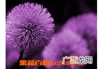 紫色蒲公英种植方法 紫色蒲公英如何养殖