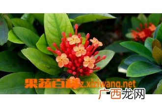 龙船花如何养 龙船花的养殖方法