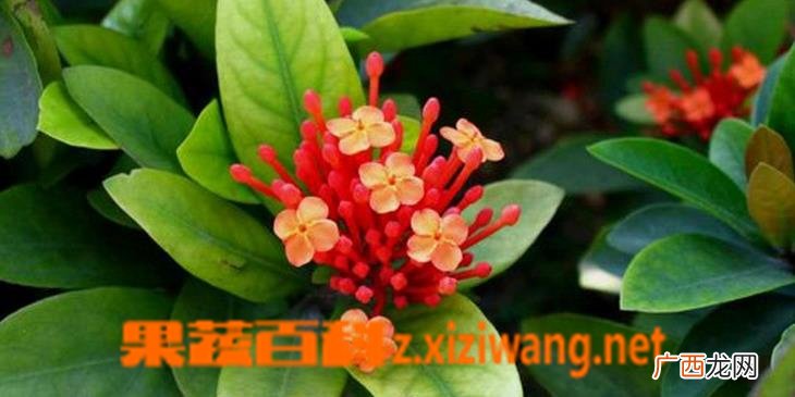 龙船花如何养 龙船花的养殖方法
