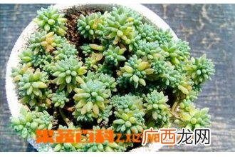 薄雪万年草的养殖方法技巧