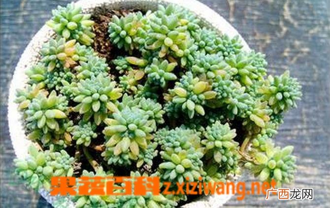 薄雪万年草的养殖方法技巧