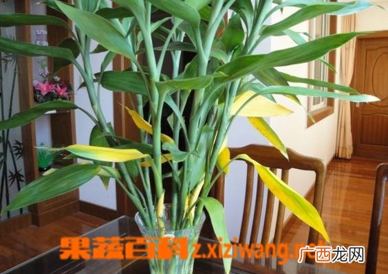 水养富贵竹叶片发黄的原因及处理方法