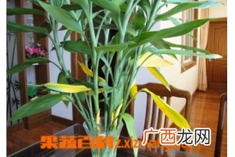水养富贵竹叶片发黄的原因及处理方法