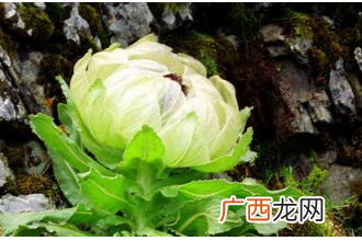 雪莲花怎么吃 雪莲花的常见吃法技巧