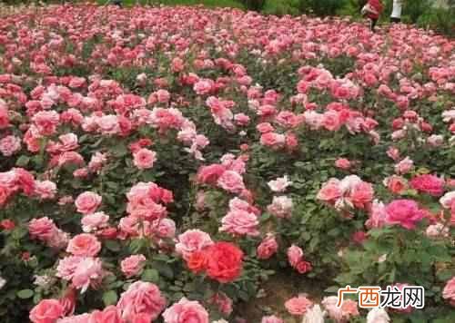 北京的市花是什么花(中国的一线城市市花都是