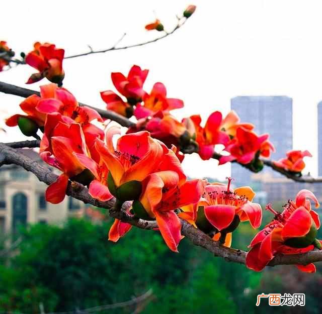 北京的市花是什么花(中国的一线城市市花都是