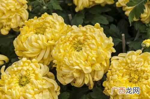 北京的市花是什么花(中国的一线城市市花都是