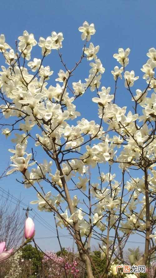 北京的市花是什么花(中国的一线城市市花都是