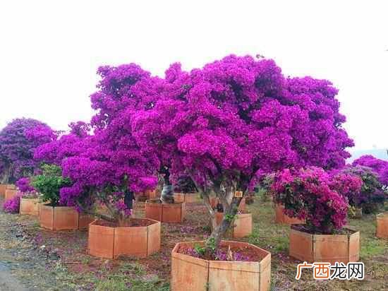 北京的市花是什么花(中国的一线城市市花都是