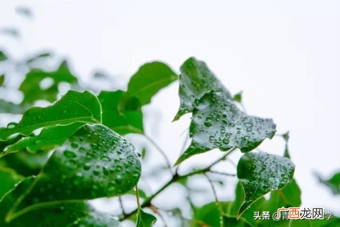 原来喜欢下雨是一种瘾 喜欢下雨天